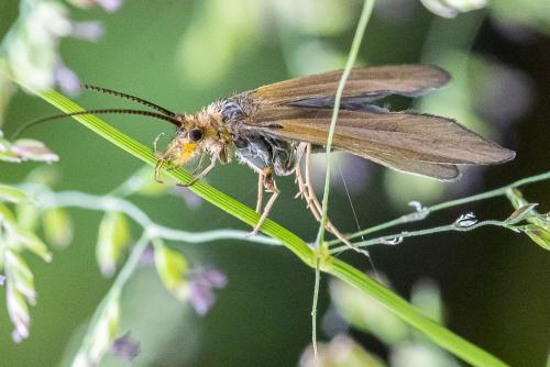 Sericostoma sp.